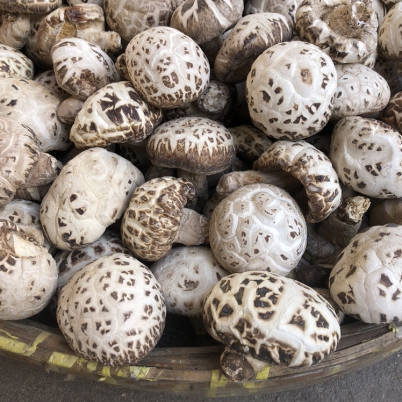 出口天白大花菇厚肉剪脚500g产地一手货源批发干花菇冬菇
