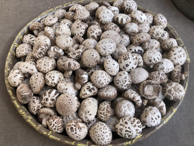 出口天白大花菇厚肉剪脚500g产地一手货源批发干花菇冬菇