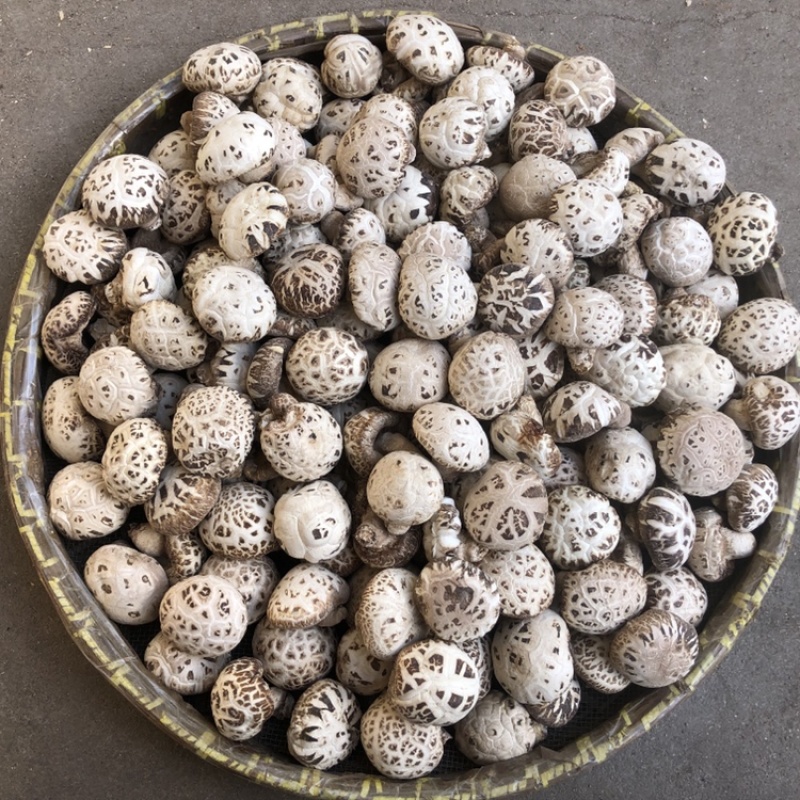 出口天白大花菇厚肉剪脚500g产地一手货源批发干花菇冬菇