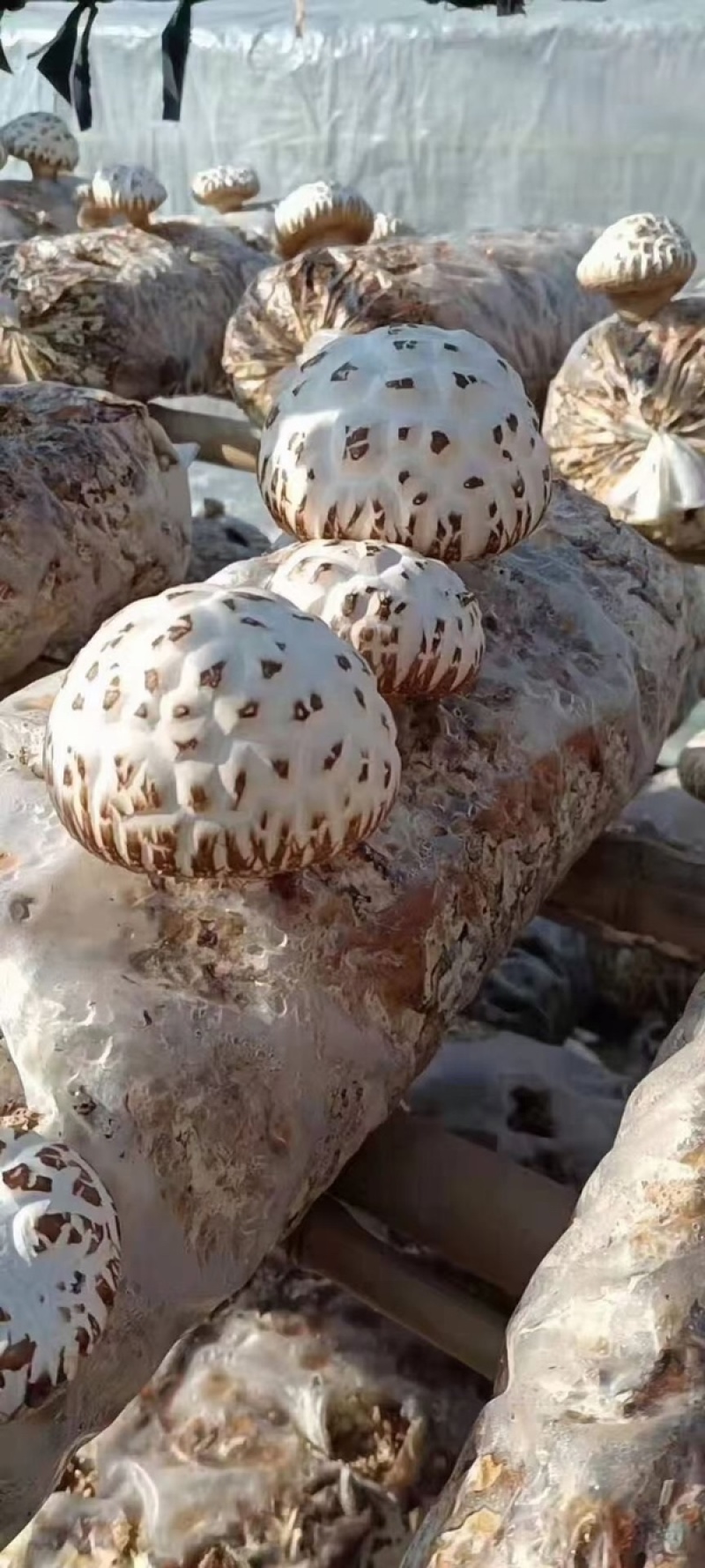 出口天白大花菇厚肉剪脚500g产地一手货源批发干花菇冬菇