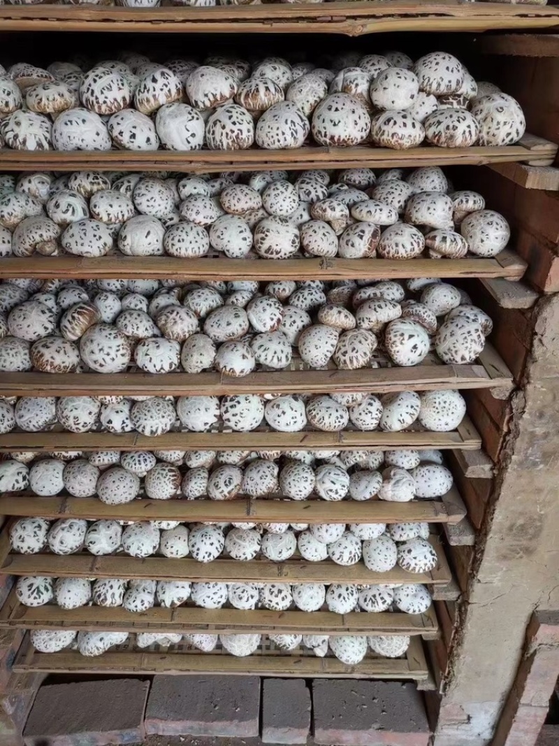 出口天白大花菇厚肉剪脚500g产地一手货源批发干花菇冬菇