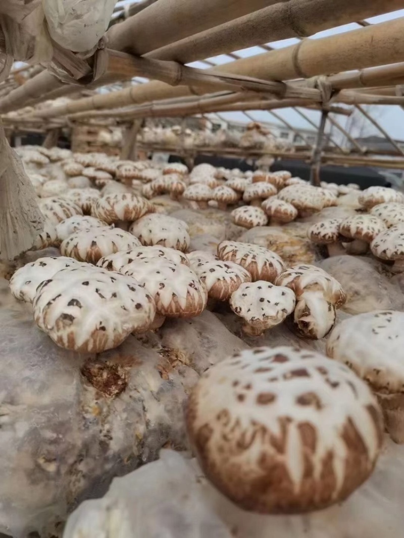 出口天白大花菇厚肉剪脚500g产地一手货源批发干花菇冬菇