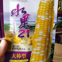 水果玉米种子21，大棒型含糖高抗病品质佳穗长25厘米