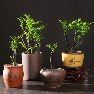 小叶紫檀盆景树苗花卉盆栽办公室植物黑骨茶树桩四季常青耐寒