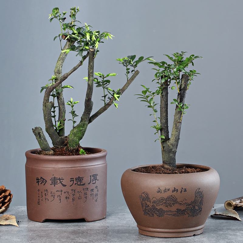 小叶紫檀盆景树苗花卉盆栽办公室植物黑骨茶树桩四季常青耐寒