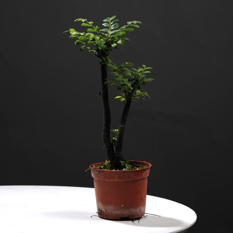 小叶紫檀盆景树苗花卉盆栽办公室植物黑骨茶树桩四季常青耐寒