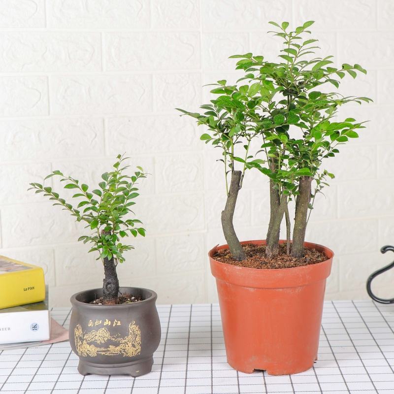小叶紫檀盆景树苗花卉盆栽办公室植物黑骨茶树桩四季常青耐寒