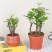 小叶紫檀盆景树苗花卉盆栽办公室植物黑骨茶树桩四季常青耐寒