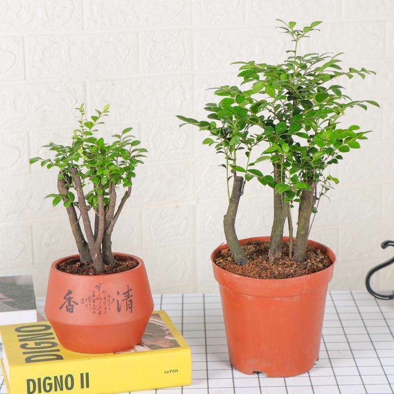 小叶紫檀盆景树苗花卉盆栽办公室植物黑骨茶树桩四季常青耐寒