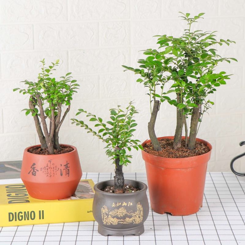 小叶紫檀盆景树苗花卉盆栽办公室植物黑骨茶树桩四季常青耐寒