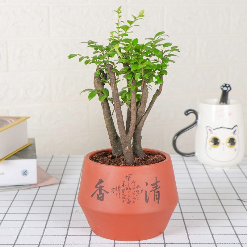 小叶紫檀盆景树苗花卉盆栽办公室植物黑骨茶树桩四季常青耐寒