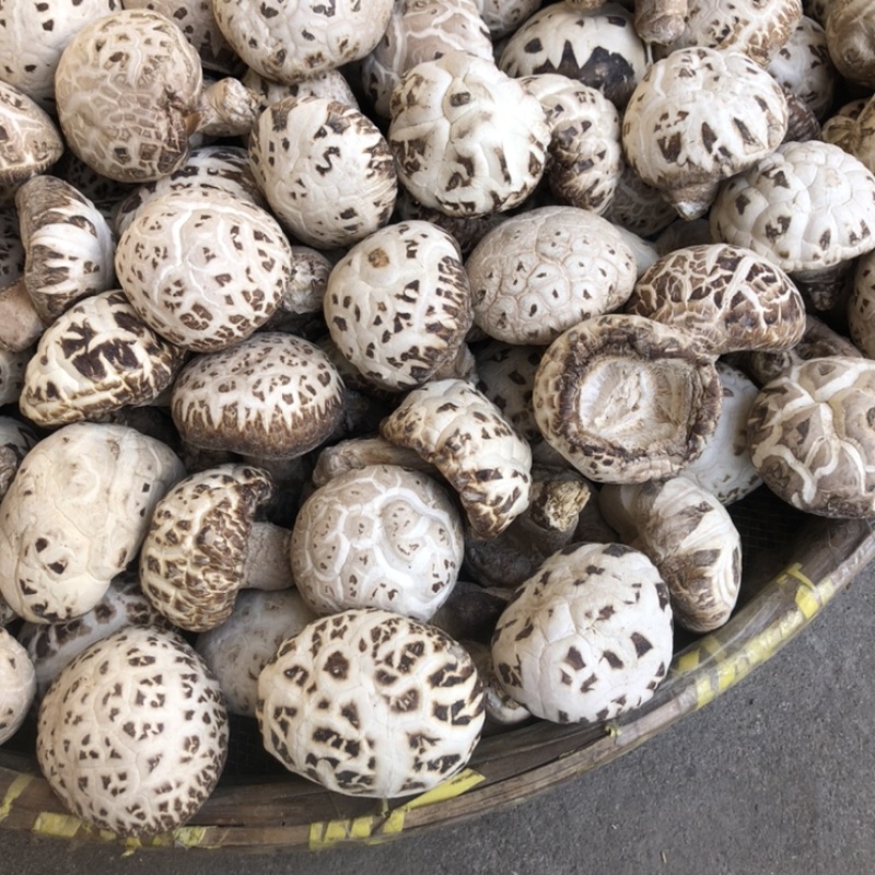 出口天白大花菇厚肉剪脚500g产地一手货源批发干花菇冬菇