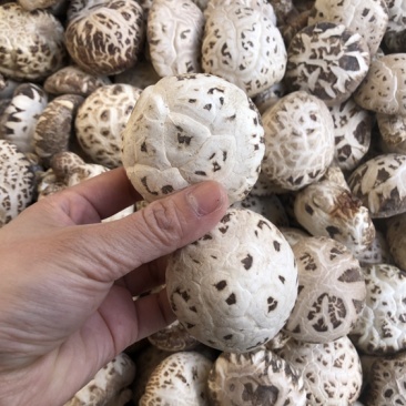 出口天白大花菇厚肉剪脚500g产地一手货源批发干花菇冬菇