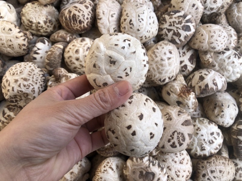 出口天白大花菇厚肉剪脚500g产地一手货源批发干花菇冬菇