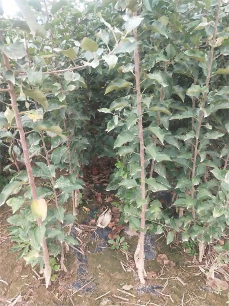 苹果树苗众城一号、三号苹果苗