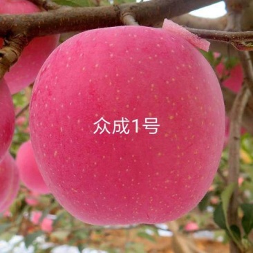苹果树苗众城一号、三号苹果苗