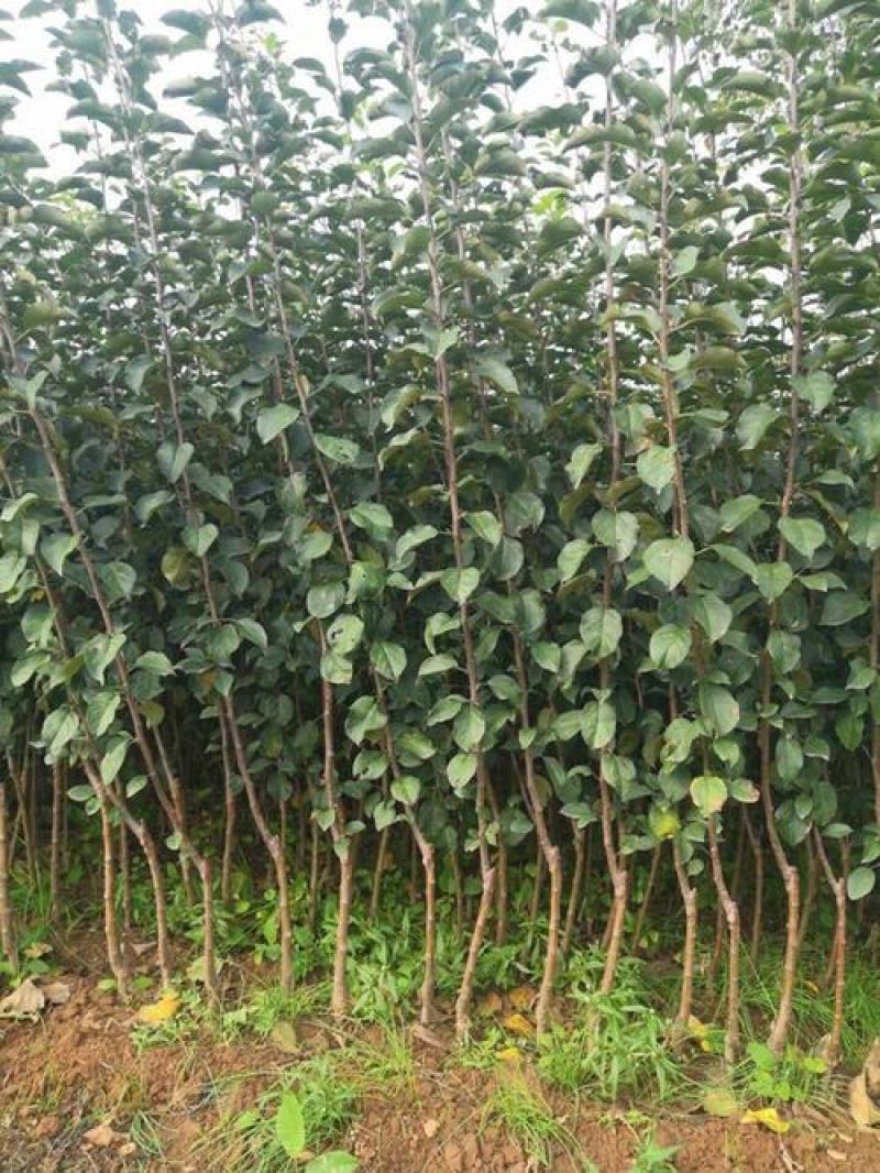 苹果树苗众城一号、三号苹果苗