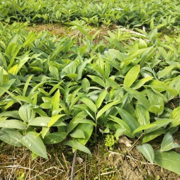 多花黄精种苗:小拇指到大拇指左右大小