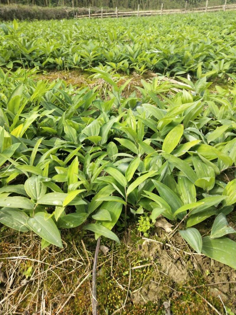 多花黄精种苗:小拇指到大拇指左右大小