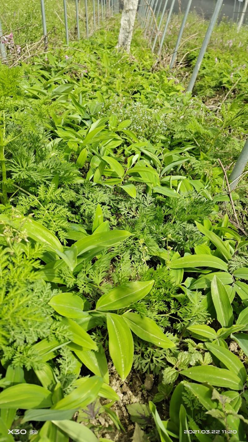 多花黄精种苗:小拇指到大拇指左右大小