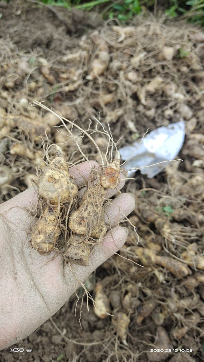 多花黄精种苗:小拇指到大拇指左右大小