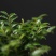 小叶紫檀盆景树苗花卉盆栽办公室植物黑骨茶树桩四季常青耐寒