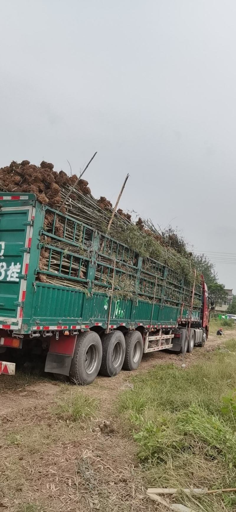 刚竹苗刚竹钢竹批发钢竹苗基地大量1-5公分规格齐全