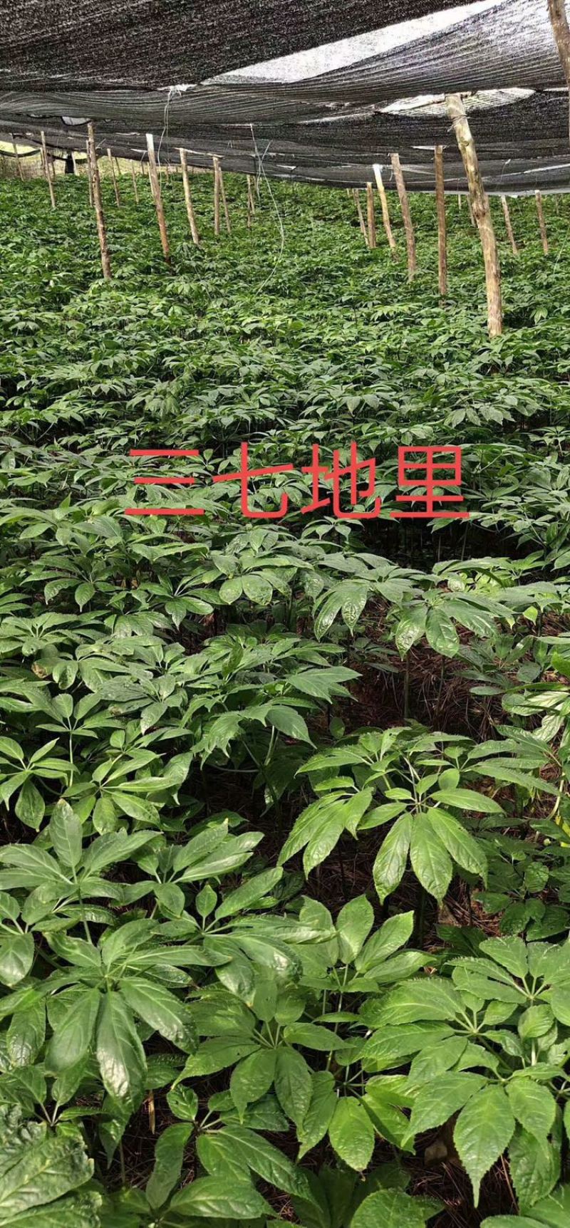 云南文山三七头三七田三七代切片磨粉批发砚山为三七之乡