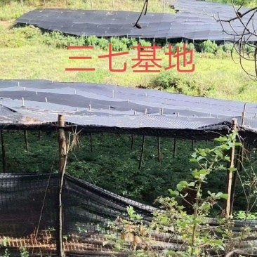 云南文山三七头三七田三七代切片磨粉批发砚山为三七之乡