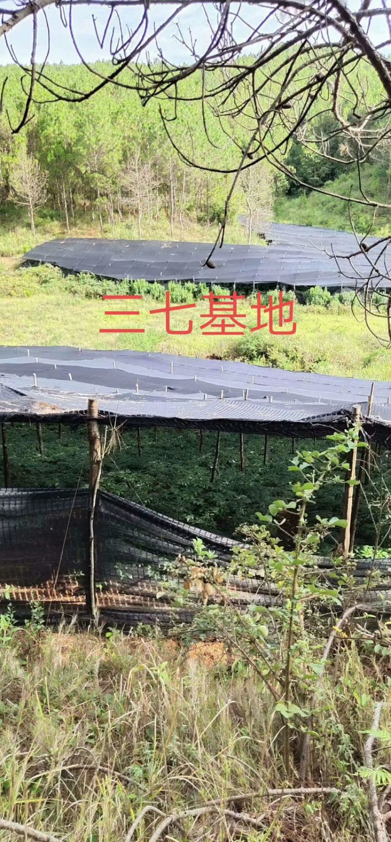 云南文山三七头三七田三七代切片磨粉批发砚山为三七之乡
