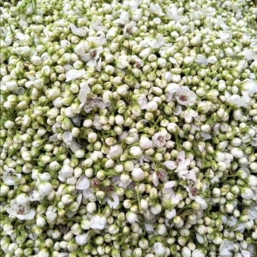 魏县梨花鸭梨花花粉大量有货