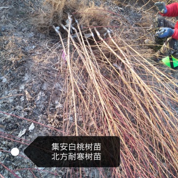 桃树苗集安白桃树苗北方耐寒树苗