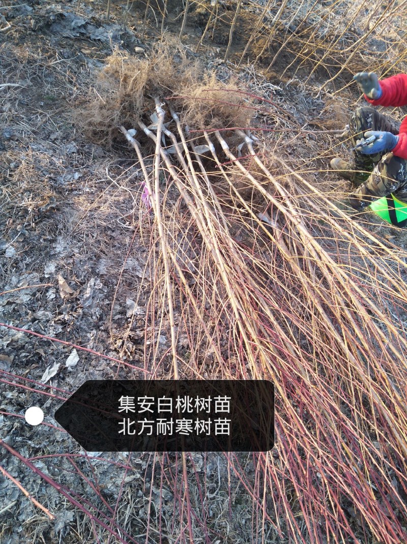 桃树苗集安白桃树苗北方耐寒树苗