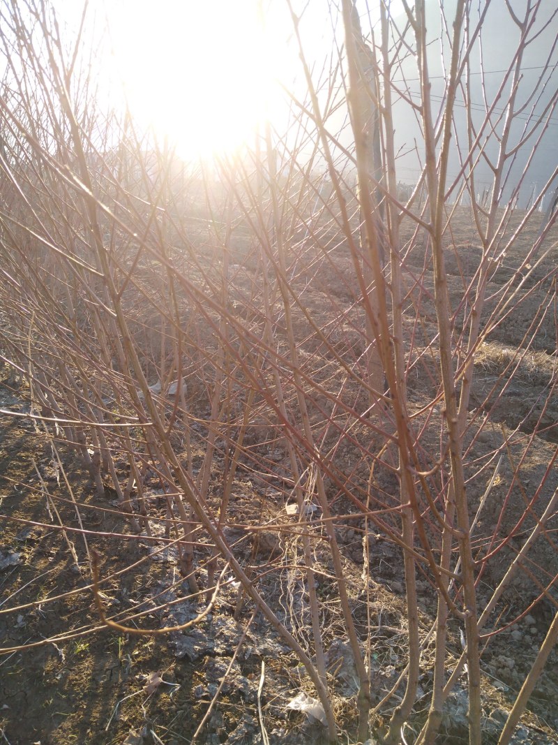 桃树苗集安白桃树苗北方耐寒树苗