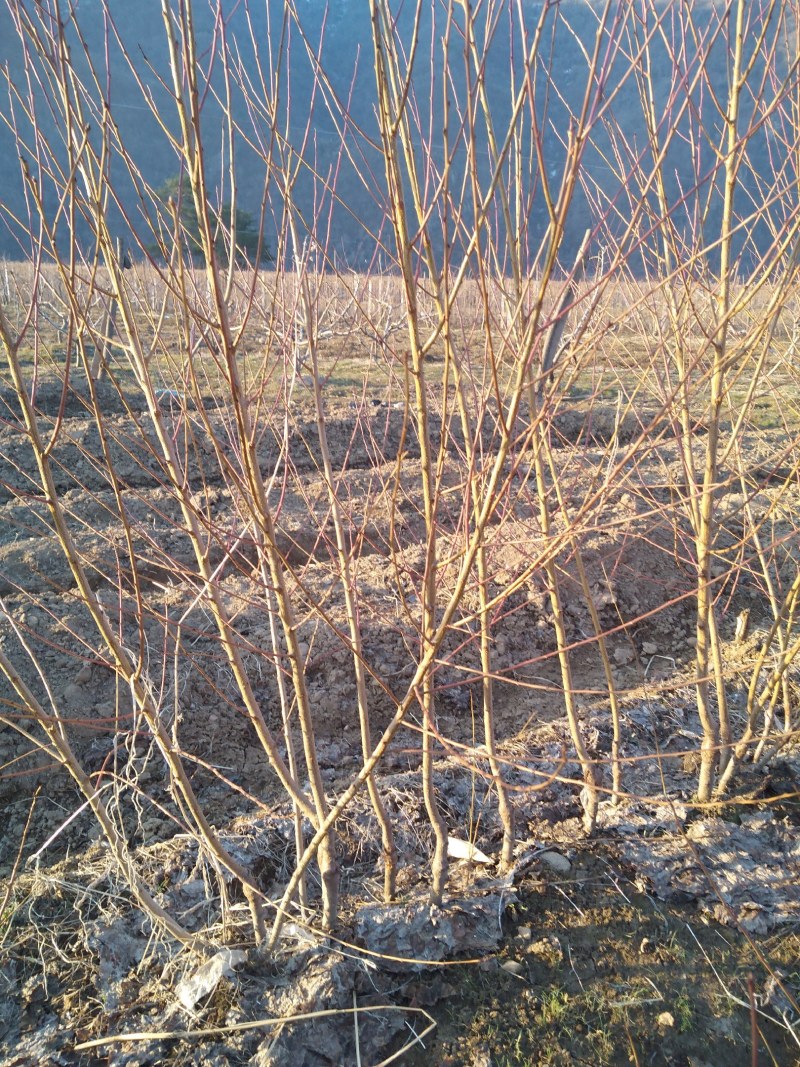 桃树苗集安白桃树苗北方耐寒树苗