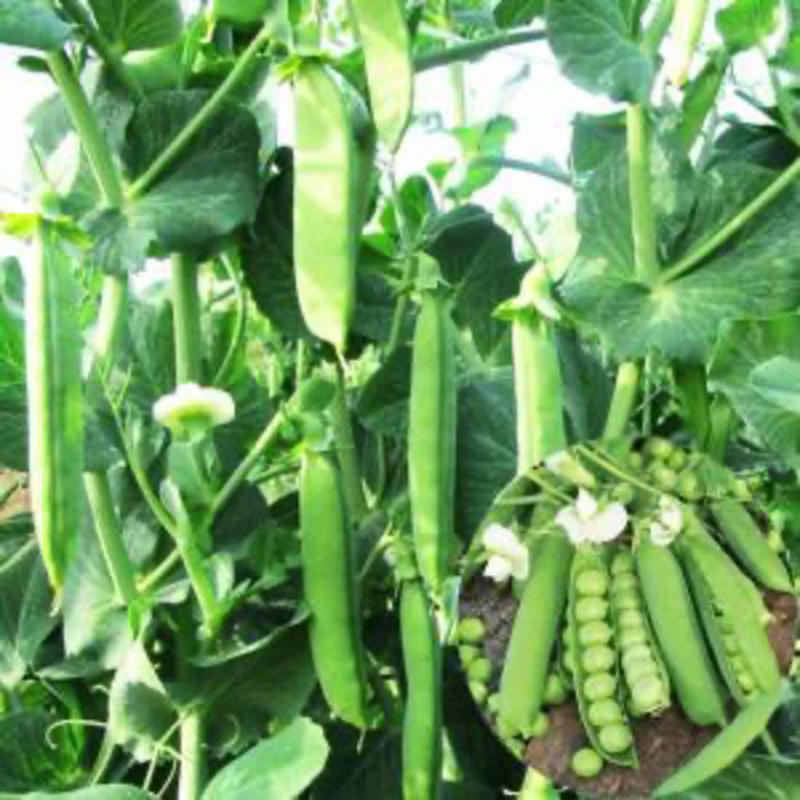 【热卖】新鲜荷兰豆马上大量上市，豌豆荚，产地一手货源