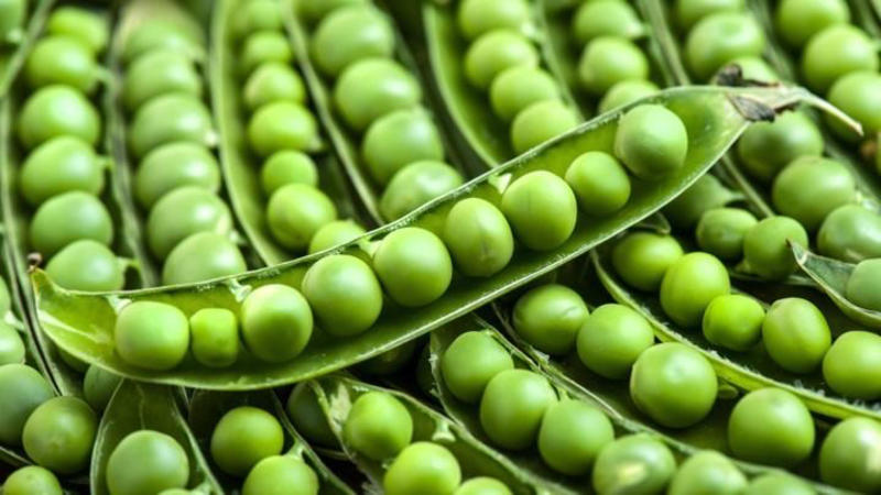 【热卖】新鲜荷兰豆马上大量上市，豌豆荚，产地一手货源