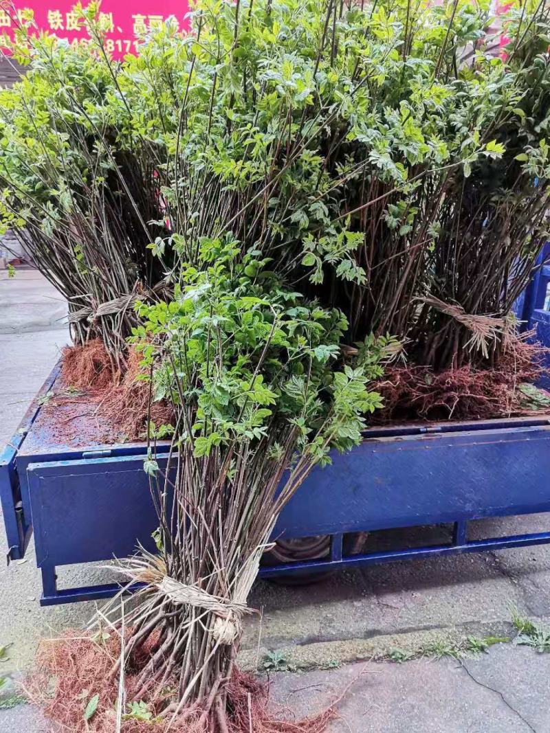 中花吴茱萸苗，产量高，包收产品