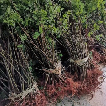 中花吴茱萸苗，产量高，包收产品