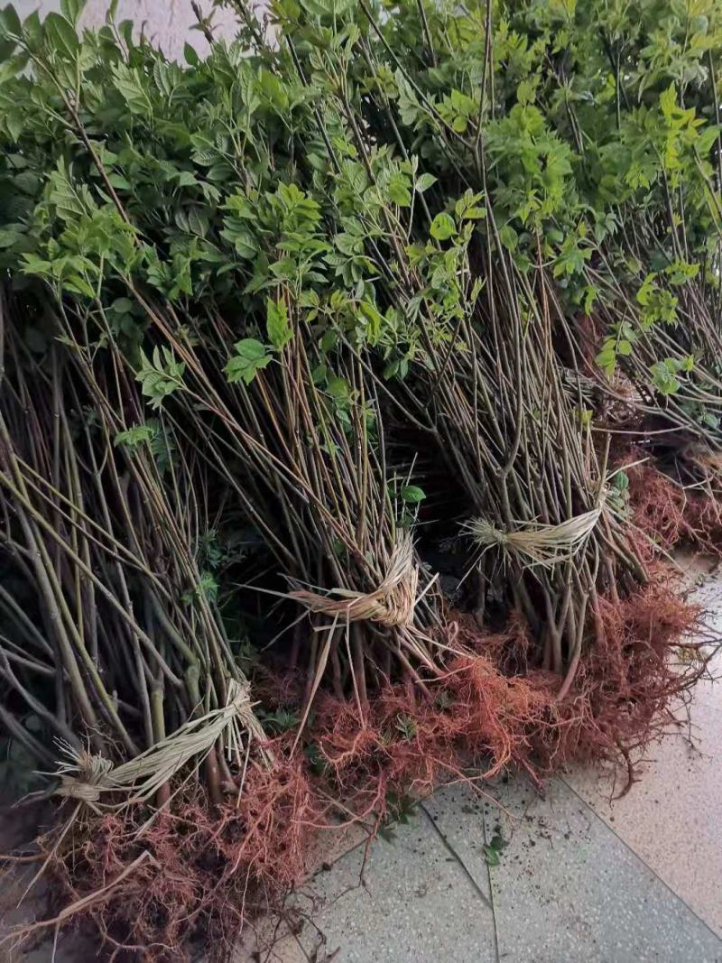 中花吴茱萸苗，产量高，包收产品
