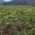 中花吴茱萸苗，产量高，包收产品