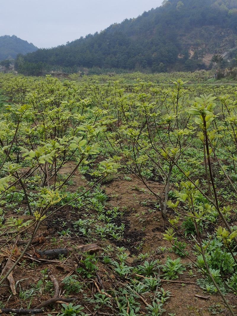 中花吴茱萸苗，产量高，包收产品