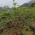 中花吴茱萸苗，产量高，包收产品