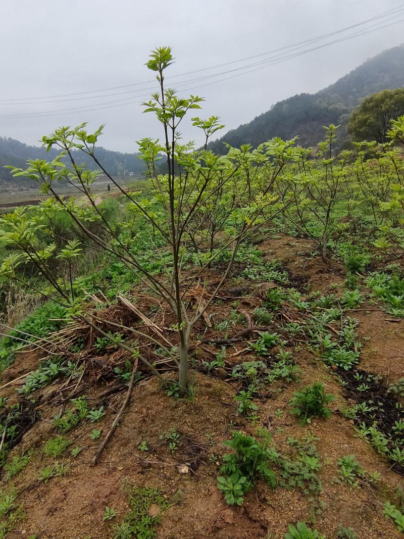 中花吴茱萸苗，产量高，包收产品