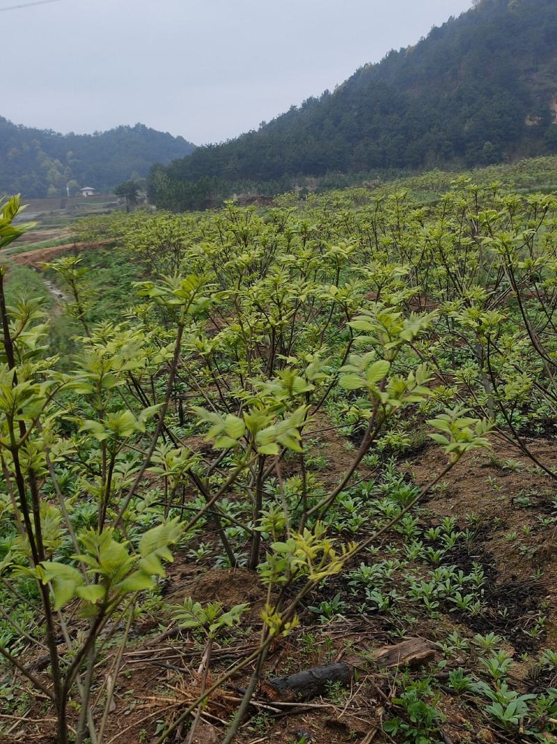 中花吴茱萸苗，产量高，包收产品