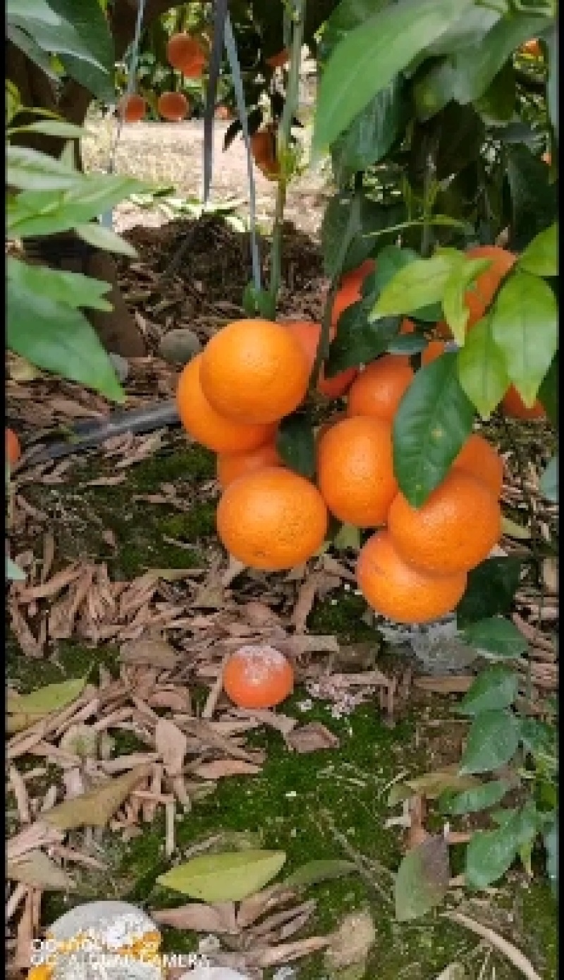 广西薄皮沃柑口感水润清甜品质保证接商超市场电商！大量供应
