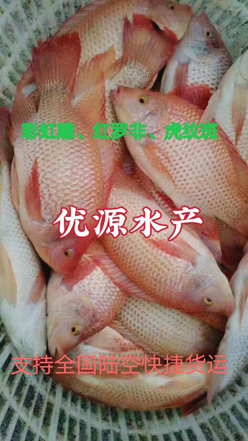 【红罗非鱼苗】、广东红罗非、自产自销，全国发货