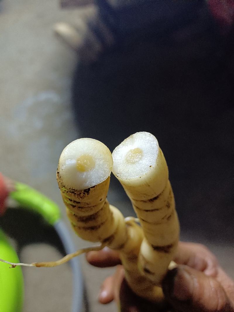 野生黄花倒水莲肉质根鲜货，叶子做茶下单现采。