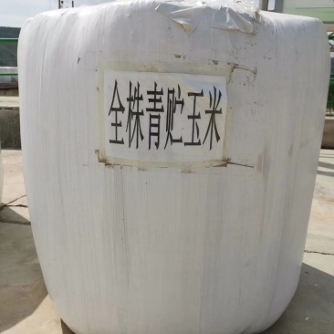玉米青贮甘肃玉米青贮批发玉米籽多，干物质好玉米青贮