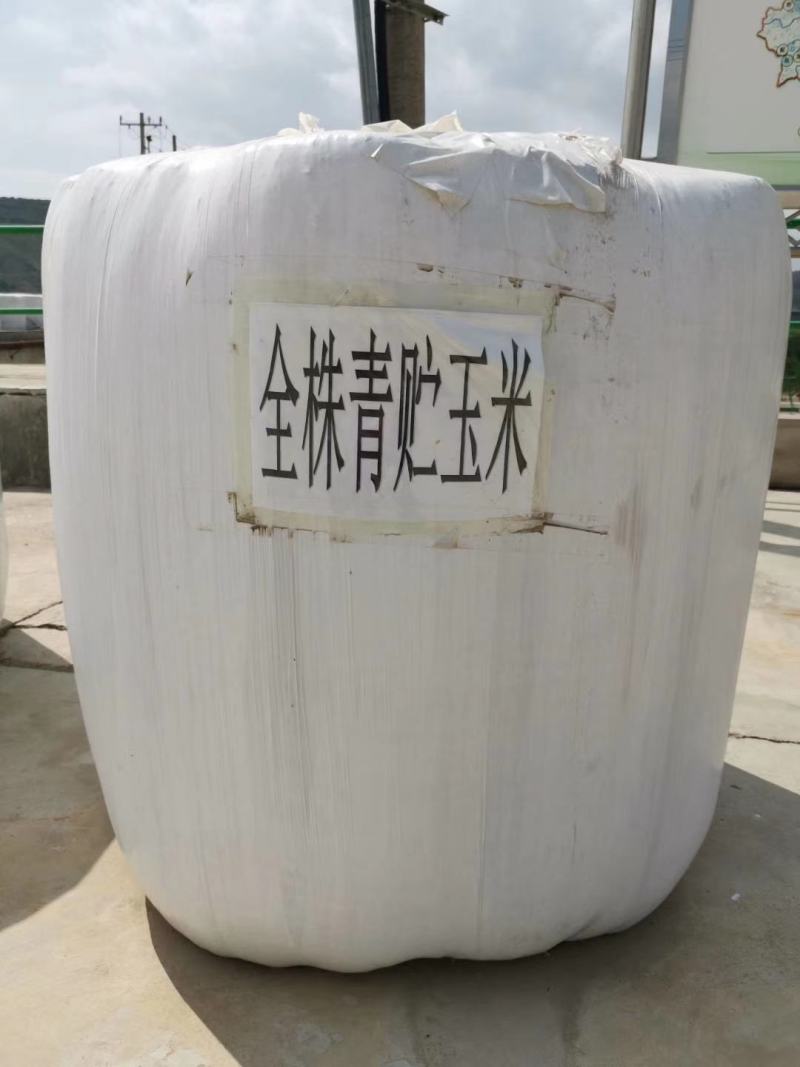 玉米青贮甘肃玉米青贮批发玉米籽多，干物质好玉米青贮
